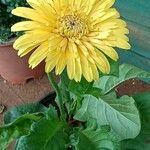 Gerbera leandriiFleur