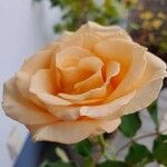 Rosa foetida অন্যান্য