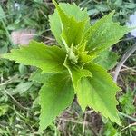 Hibiscus grandiflorus Лист