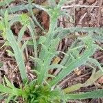 Plantago coronopus Feuille