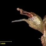 Pelexia obliqua Otro