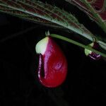 Impatiens niamniamensis Flower