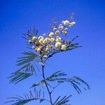 Acacia berlandieri Blomst