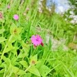 Silene dioicaFloare