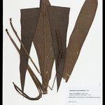 Geonoma macrostachys Плод