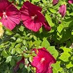 Hibiscus moscheutos Blomst