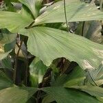 Caryota mitis Leaf