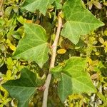 Hedera canariensis 葉