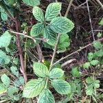 Rubus bertramii Övriga