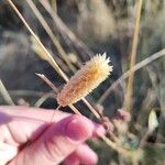 Phalaris aquatica Fruit