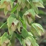 Epipactis helleborine Blüte