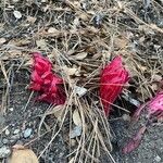 Sarcodes sanguinea Flower