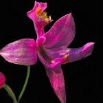 Calopogon tuberosus Flower