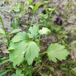 Ranunculus parviflorus Leaf