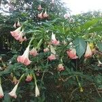 Brugmansia suaveolens花