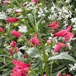 Penstemon utahensis Flower