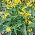 Senecio ovatus Flower