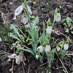 Galanthus elwesii Habit