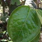 Monimia rotundifolia 葉