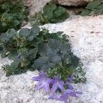 Campanula carpaticaFlor