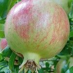 Punica granatum Frucht