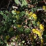 Cytisus nigricans Flower