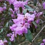 Rhododendron × geraldii Flower