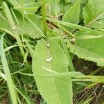 Verbascum chaixii Leaf