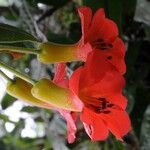 Rhododendron christi Flower