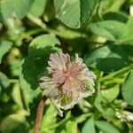 Trifolium hirtum Λουλούδι