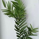 Taxus brevifolia List