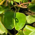 Nepenthes truncata Leaf