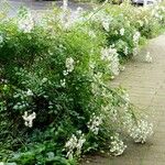 Rosa multiflora Costuma