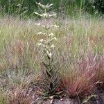 Silene viscosa Flor