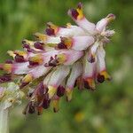 Platycapnos spicata 花