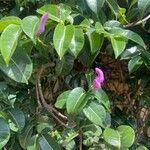 Cryptostegia madagascariensis Flower