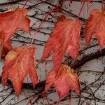 Parthenocissus tricuspidata Blad