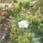 Kitaibelia vitifolia Flor