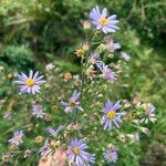 Symphyotrichum oolentangiense 花