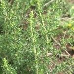 Artemisia herba-alba برگ