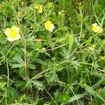 Potentilla erecta عادت داشتن