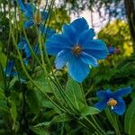 Meconopsis grandis Blatt