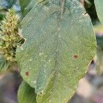 Amaranthus retroflexus Levél