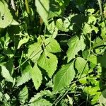 Bidens pilosa Feuille