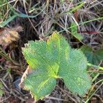 Alchemilla glabra Liść