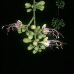 Eperua falcata 花