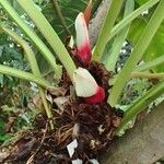 Philodendron fragrantissimum Hábito