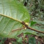 Hirtella physophora Hoja