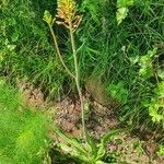 Aloe amudatensis 花