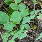 Amphicarpaea bracteata Blad